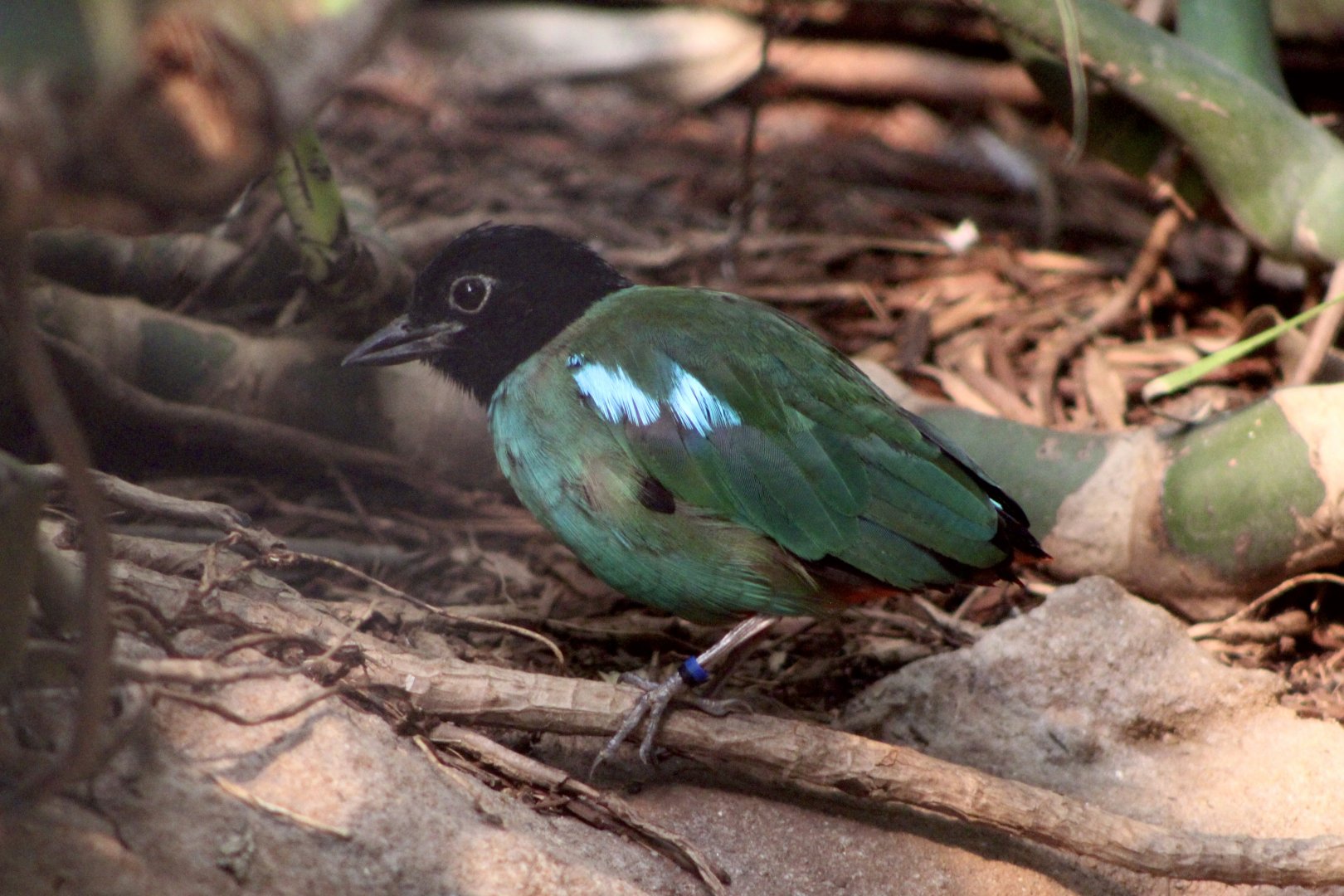 Hooded Pitta (Pitta sordida)