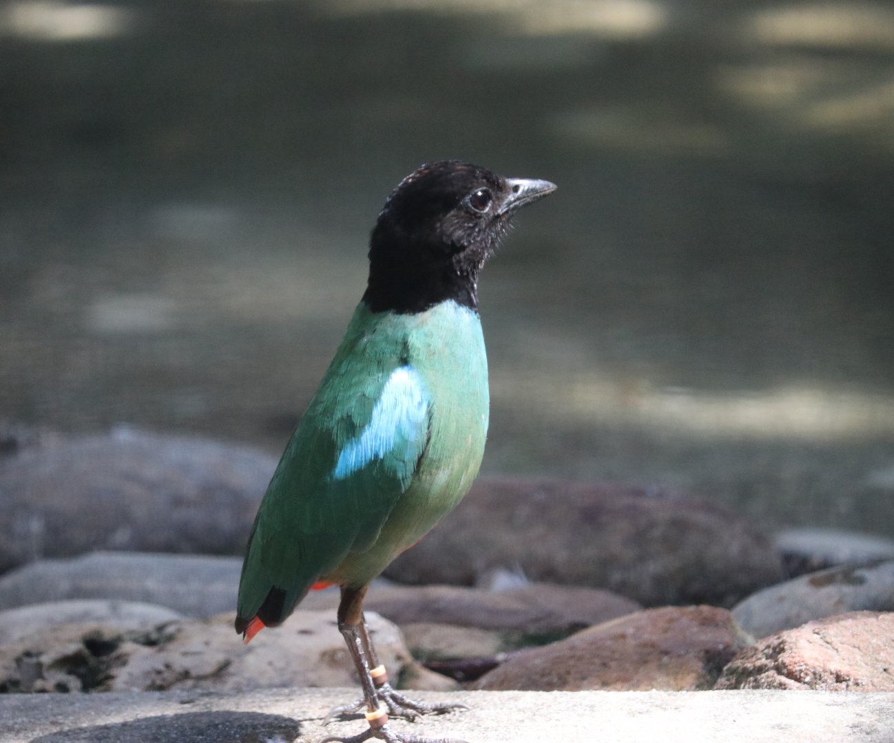 Hooded Pitta (Pitta sordida)