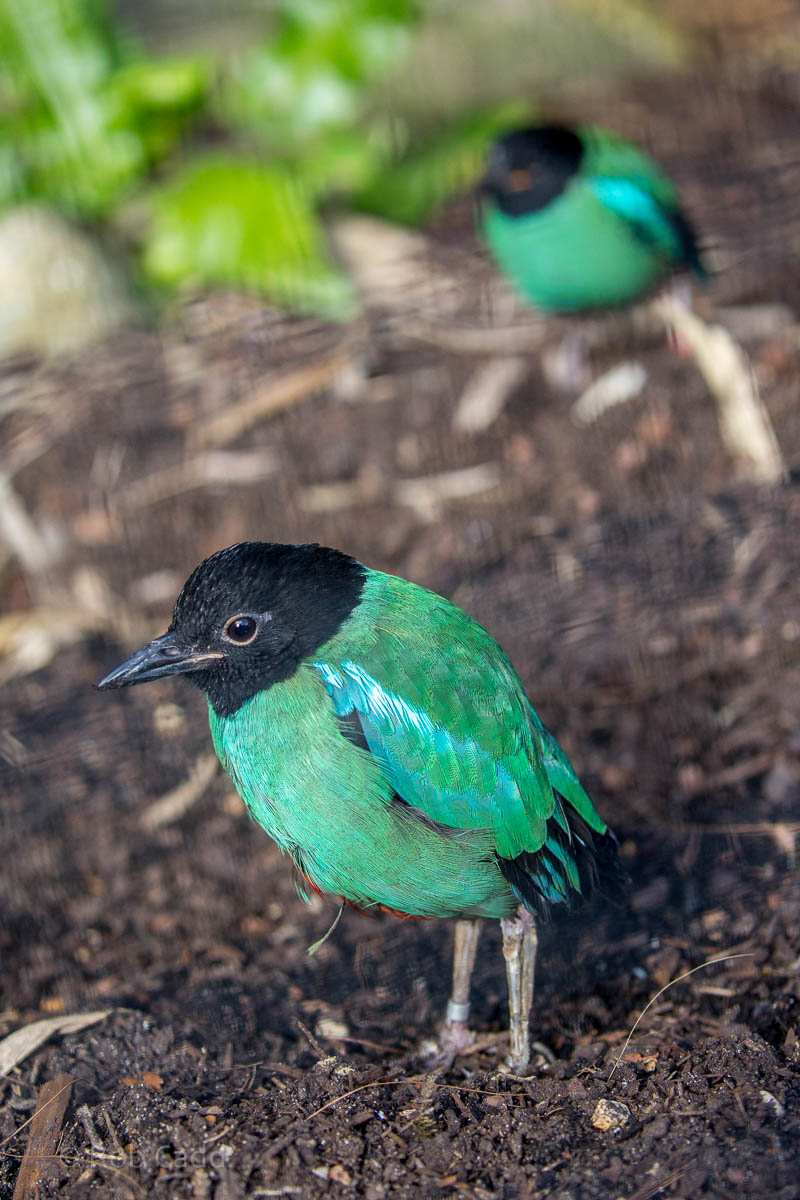 Hooded pitta : Waddesdon : 09 Oct 2015