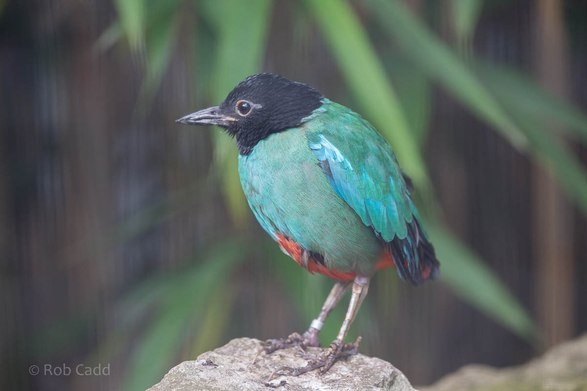 Hooded pitta : Waddesdon : 09 Oct 2015