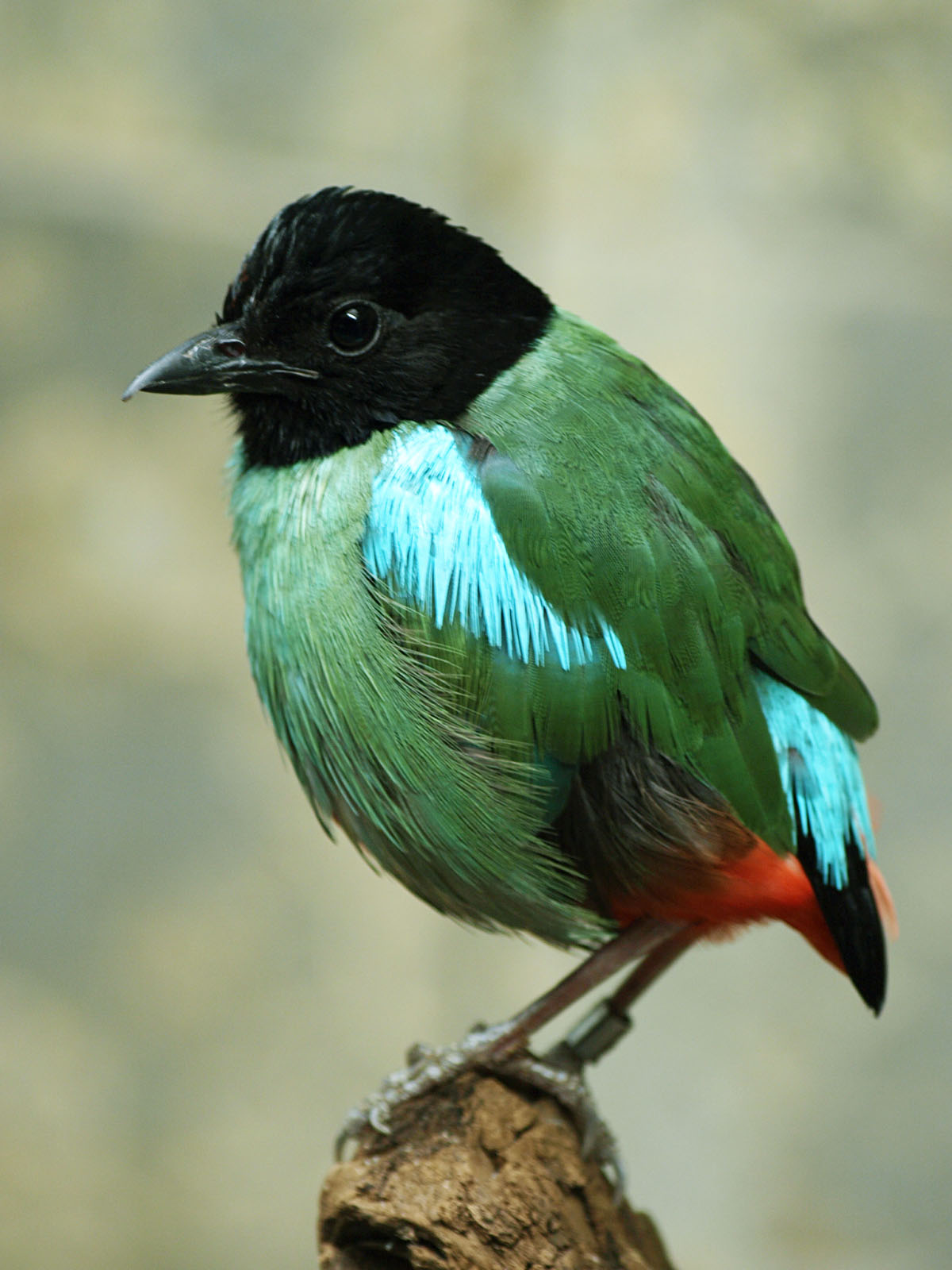 Hooded pitta