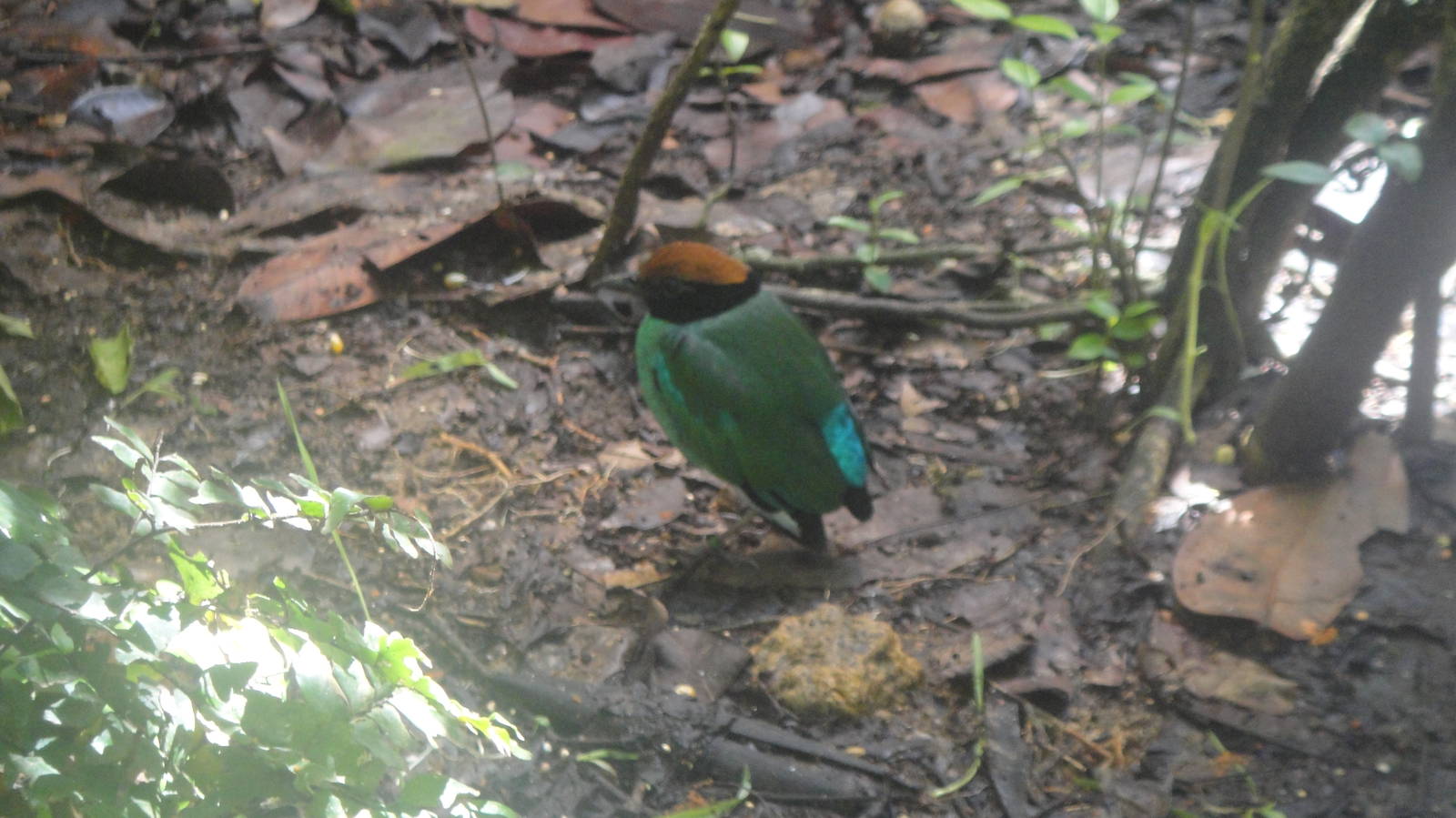 Hooded Pitta