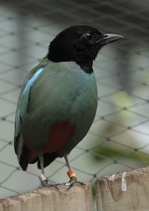 Hooded pitta
