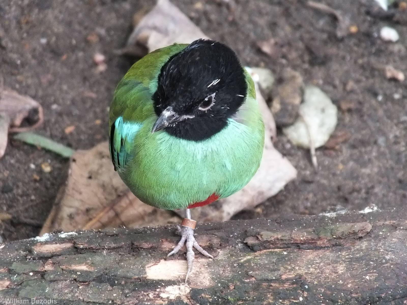 Hooded Pitta
