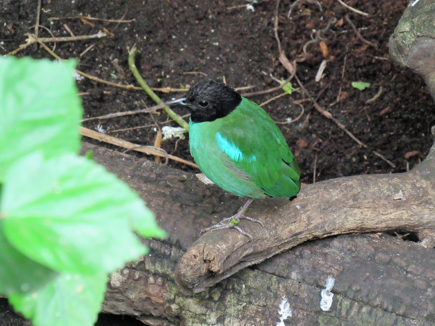 Hooded pitta