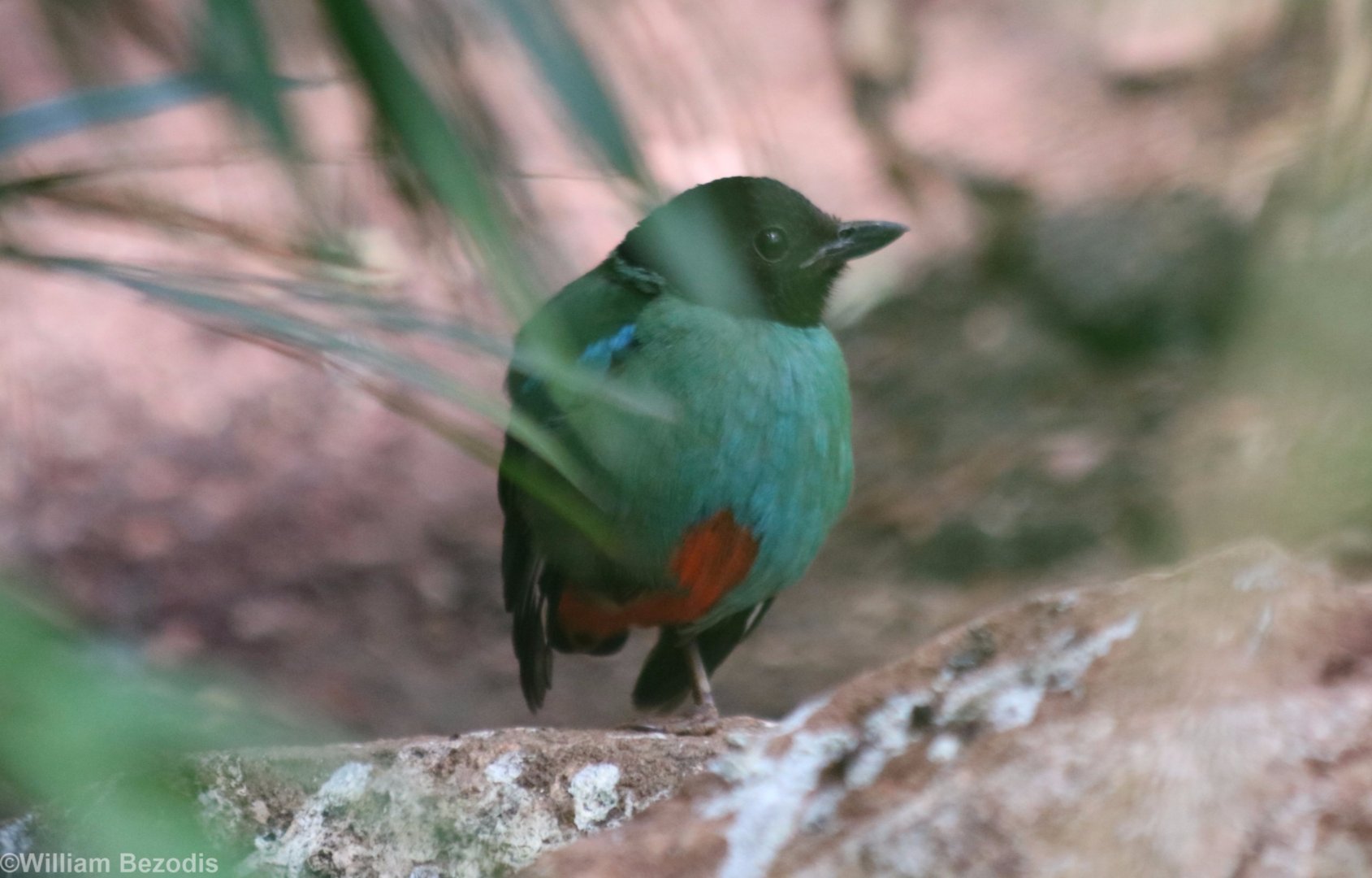 Hooded Pitta