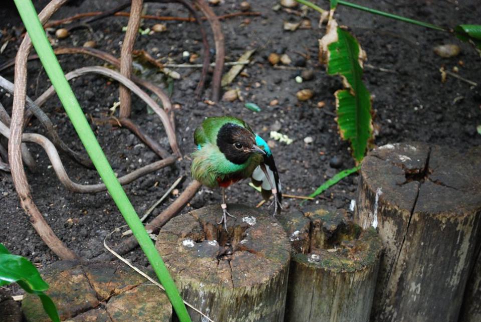 Hooded Pitta