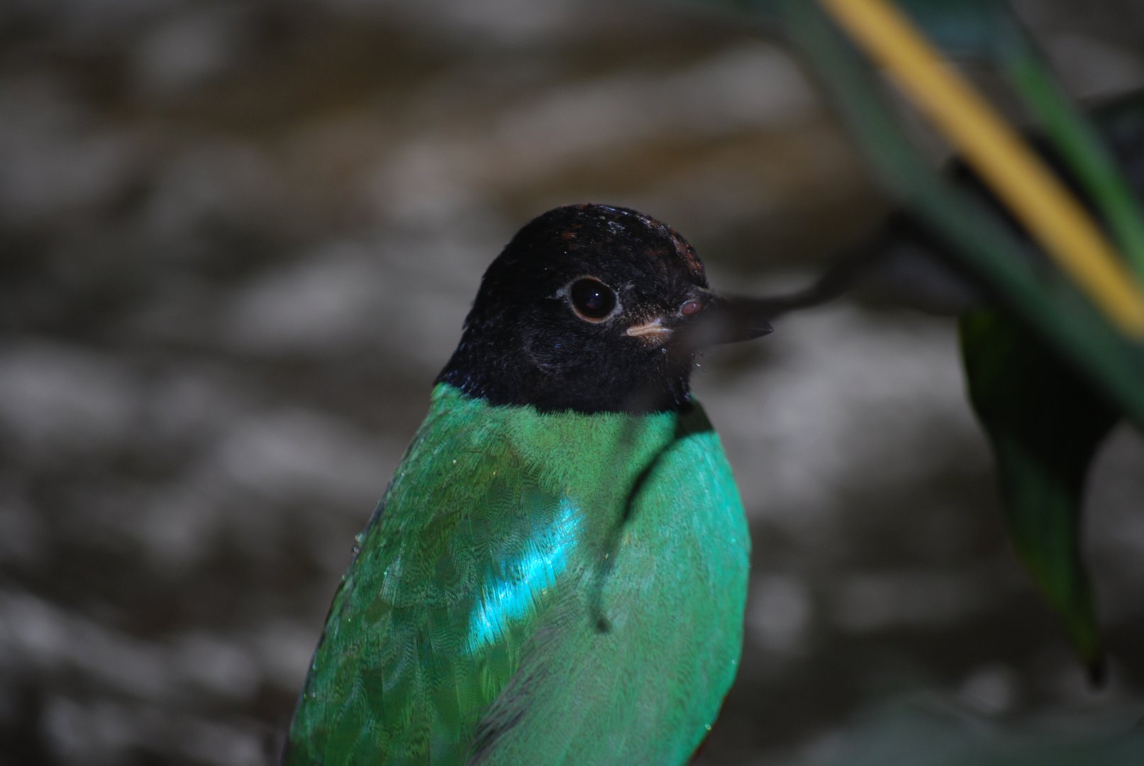 Hooded Pitta