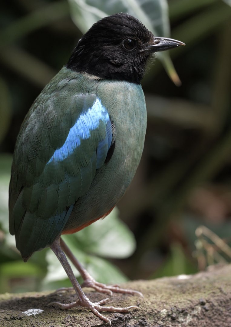 Hooded pitta