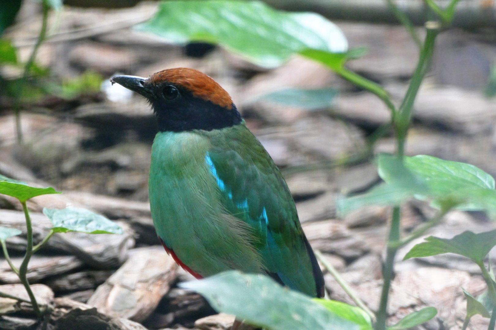 Hooded Pitta