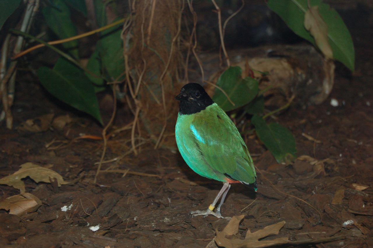 Hooded pitta