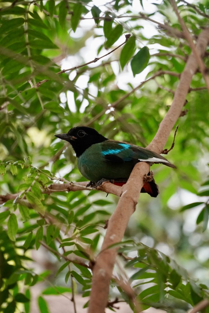 Hooded Pitta
