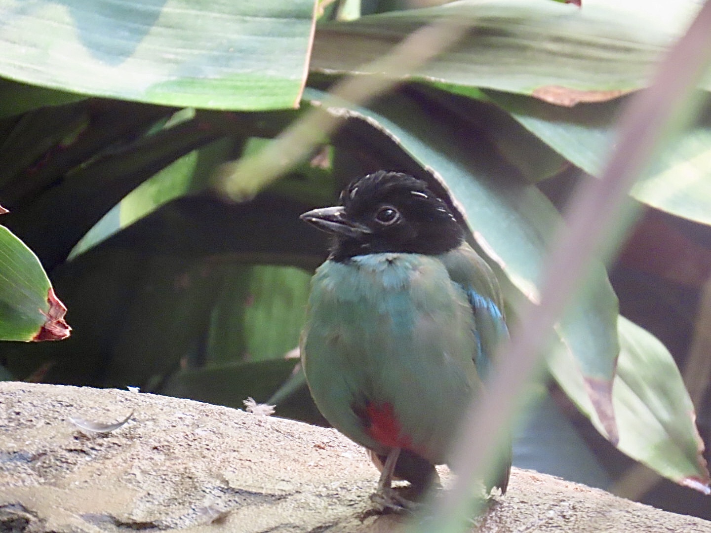 Hooded Pitta