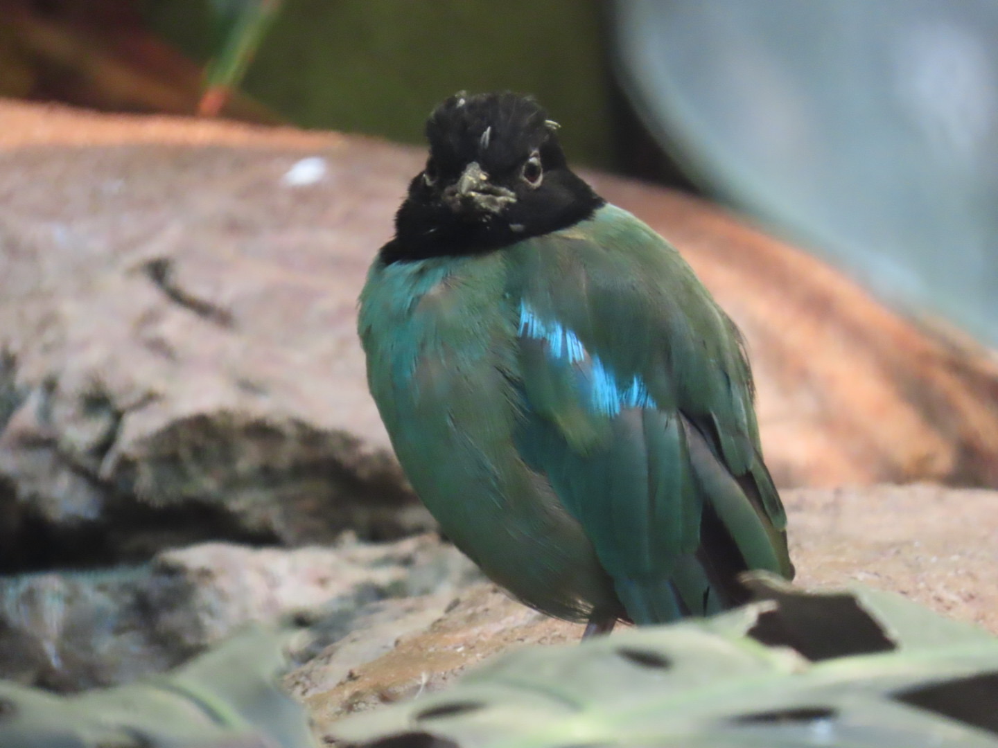Hooded Pitta