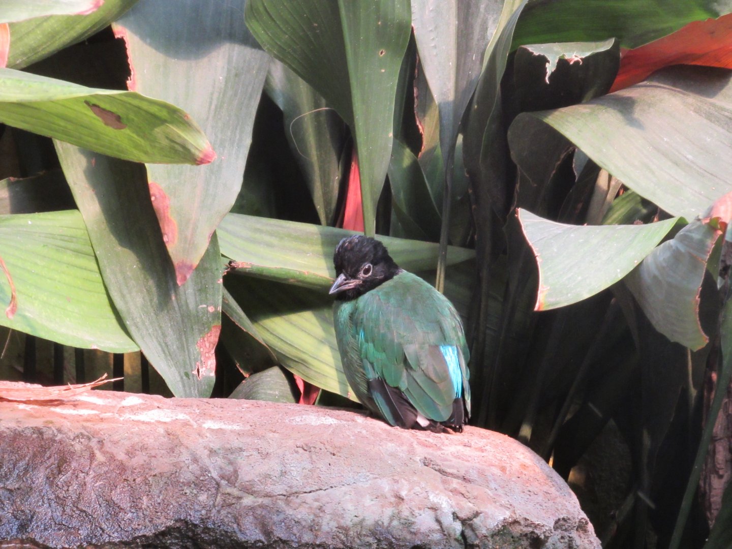 Hooded Pitta
