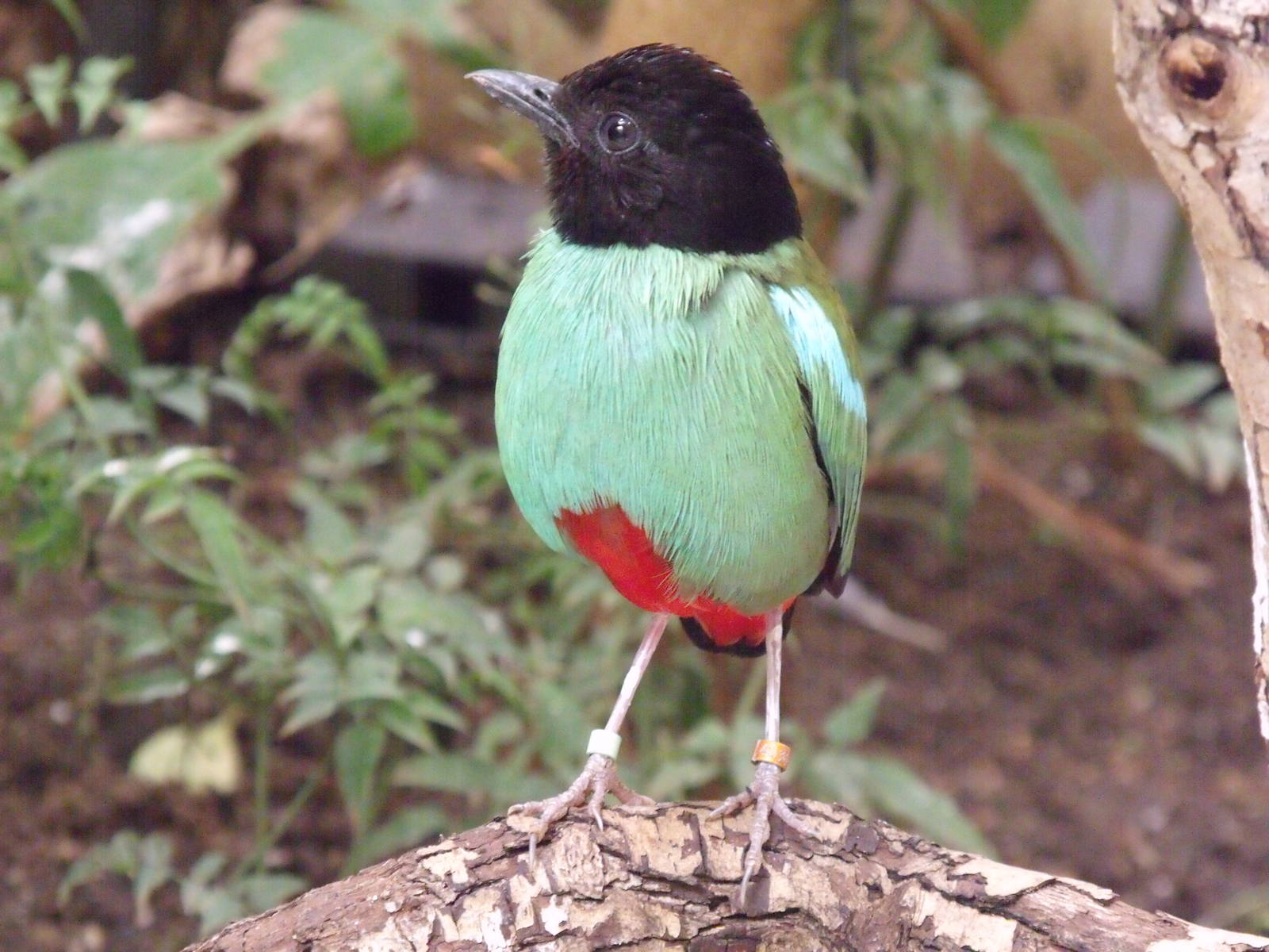 Hooded Pitta