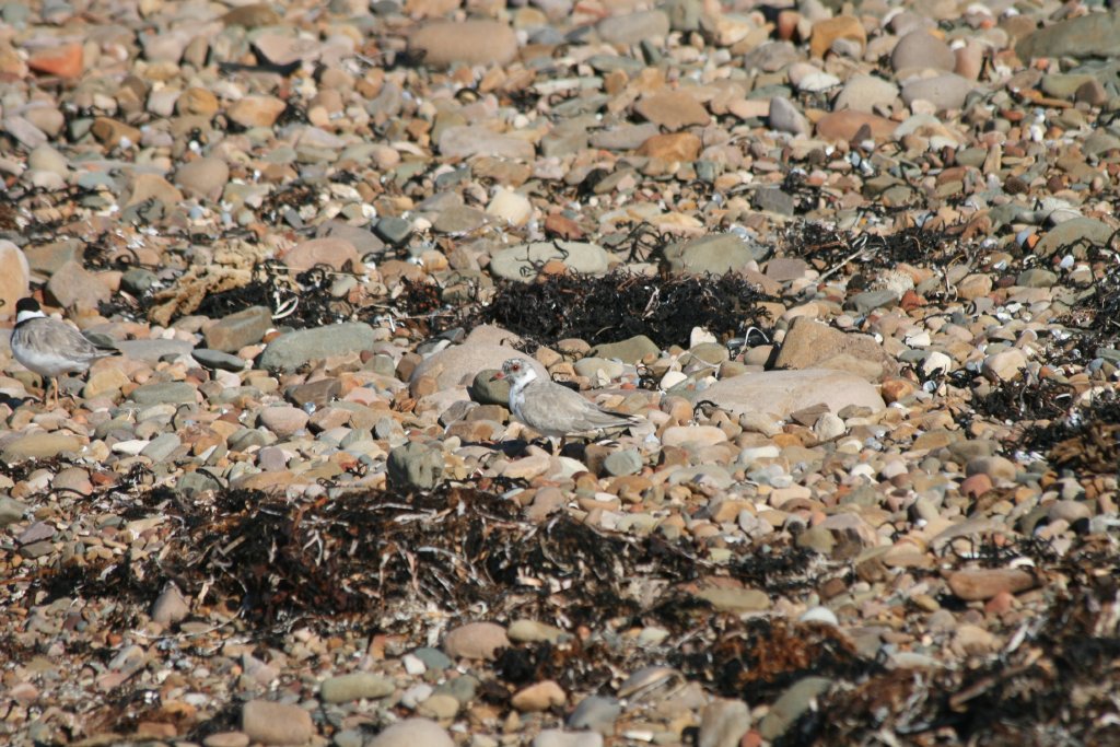 Hooded Plover, immature