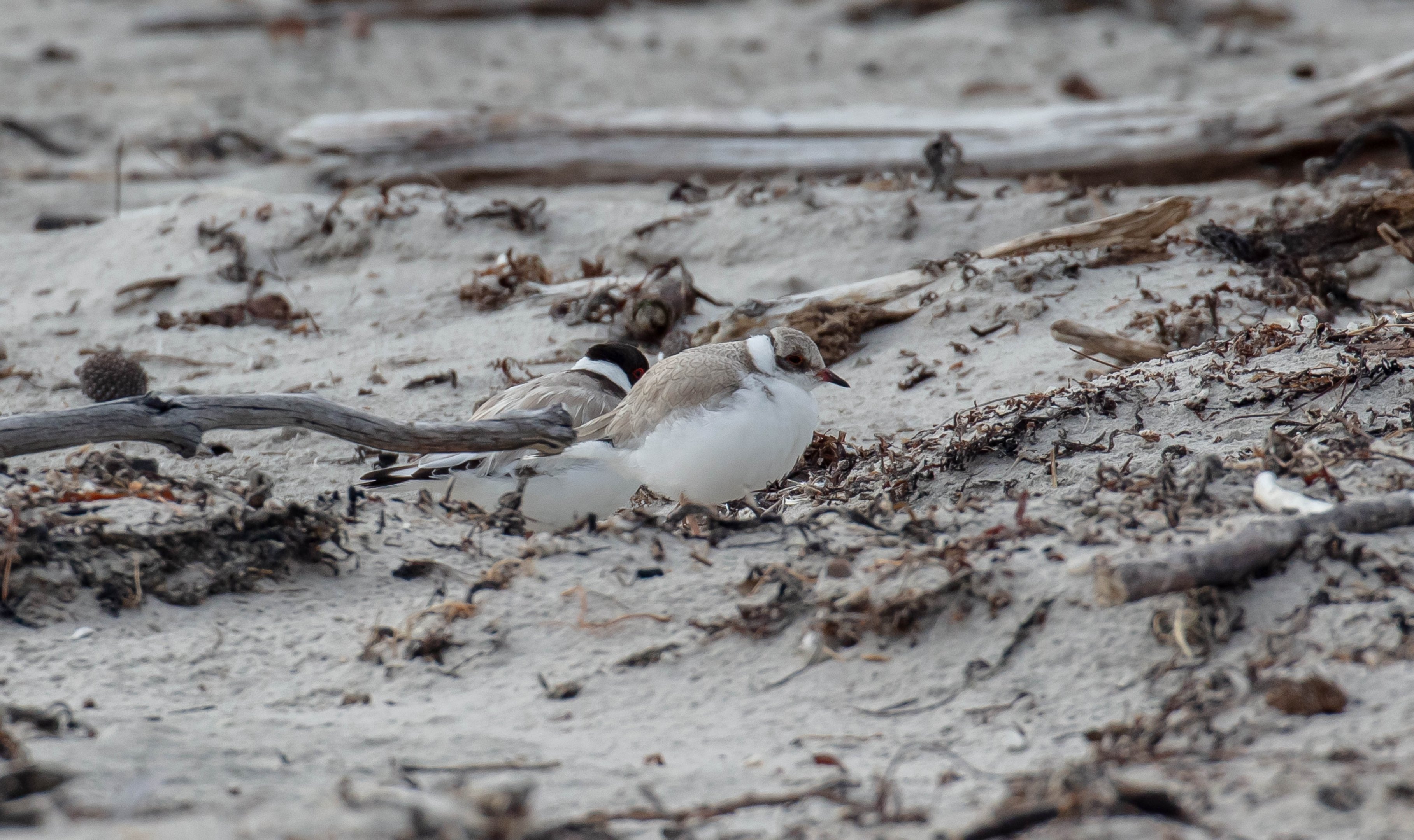 Hooded Plover juvenile