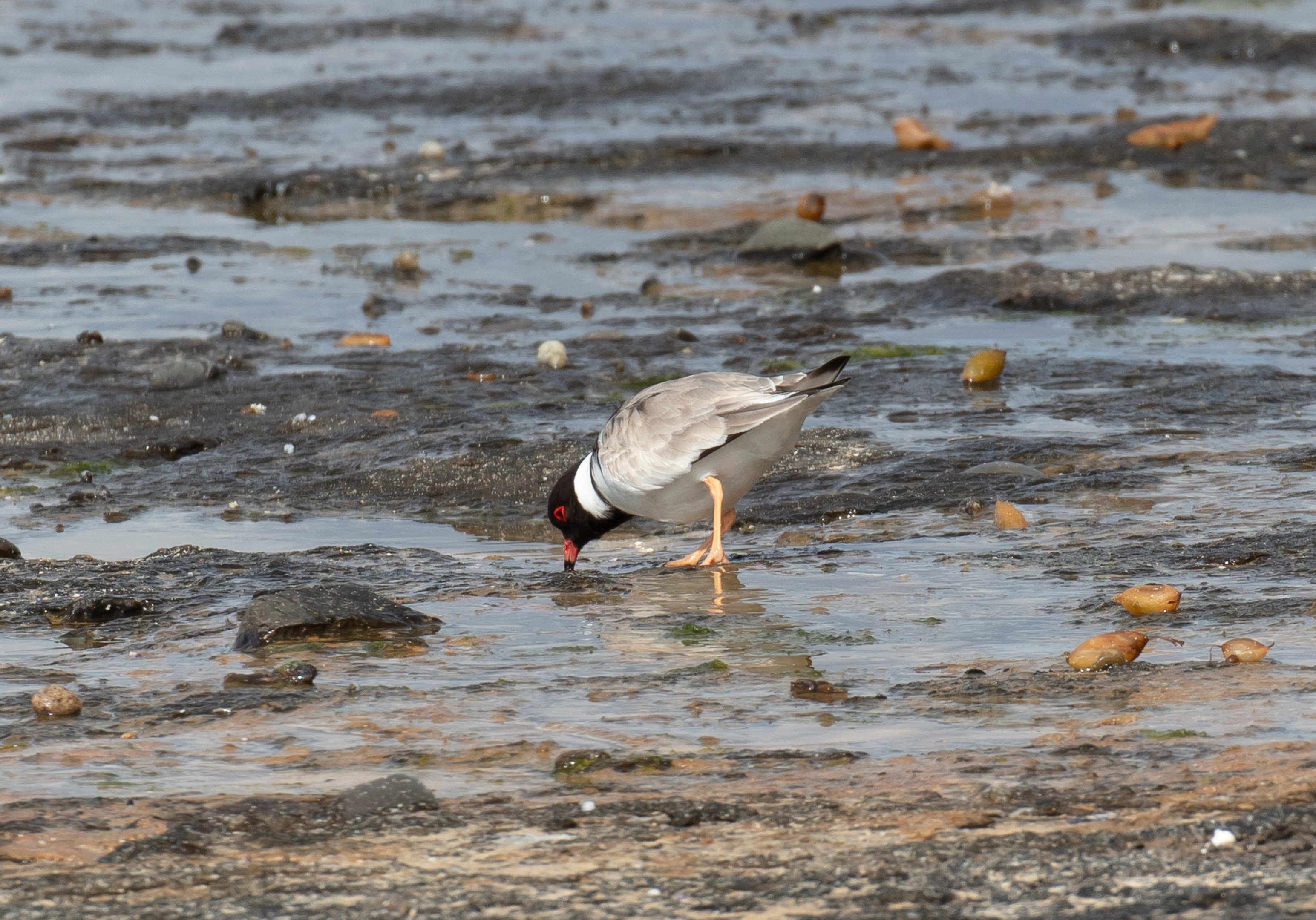 Hooded Plover