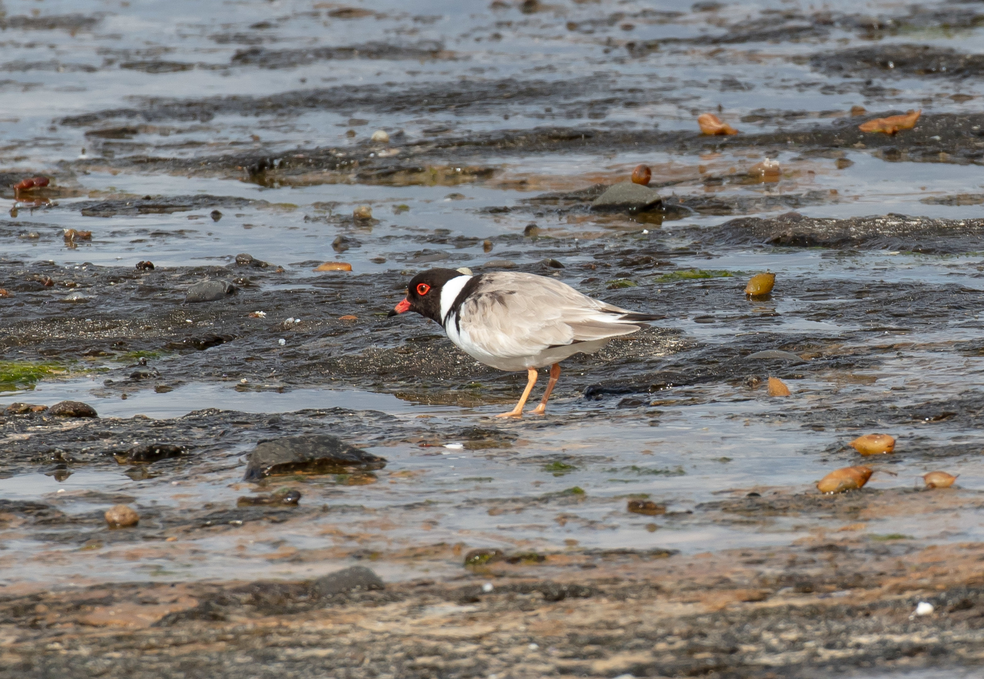 Hooded Plover