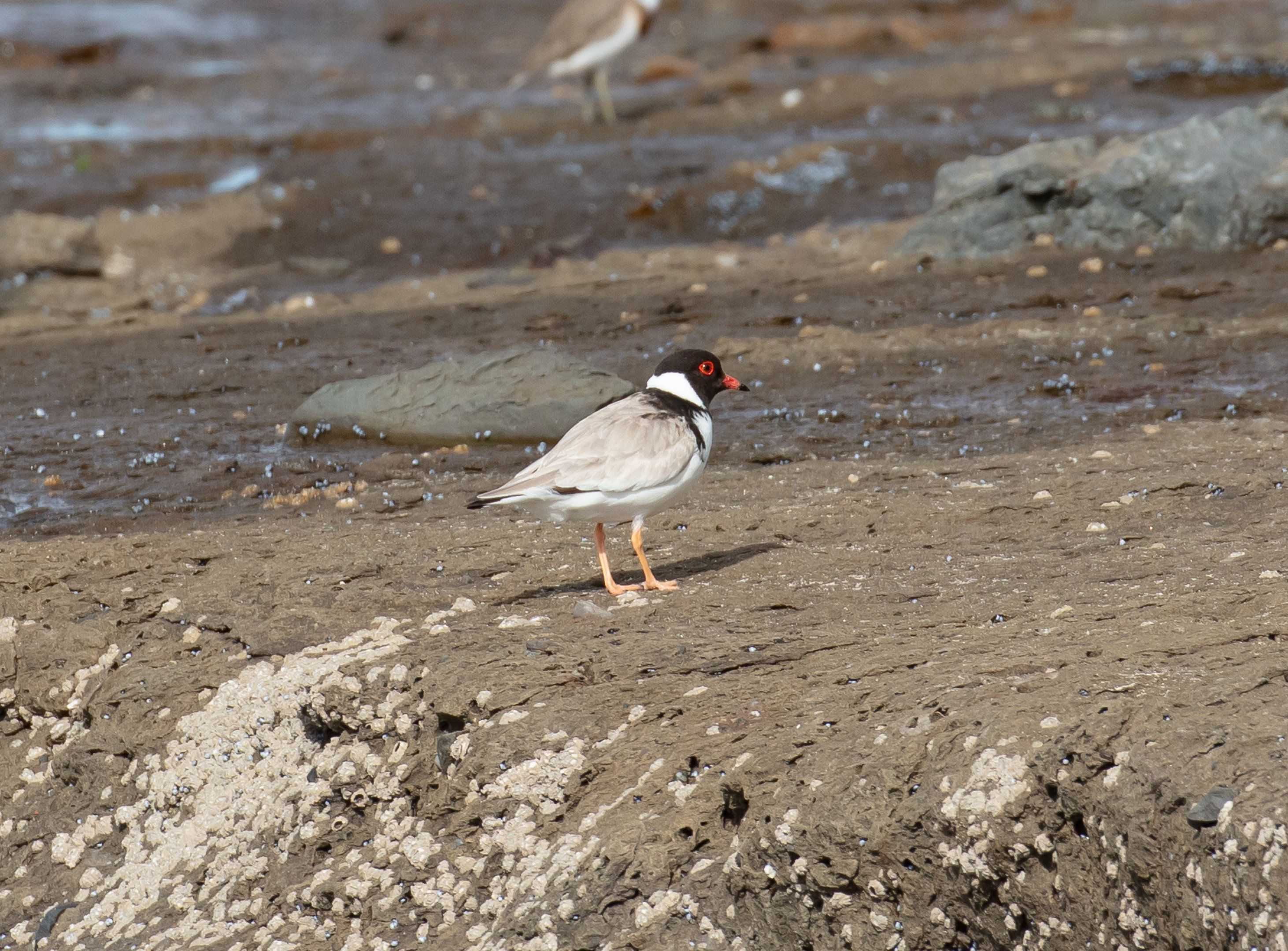 Hooded Plover