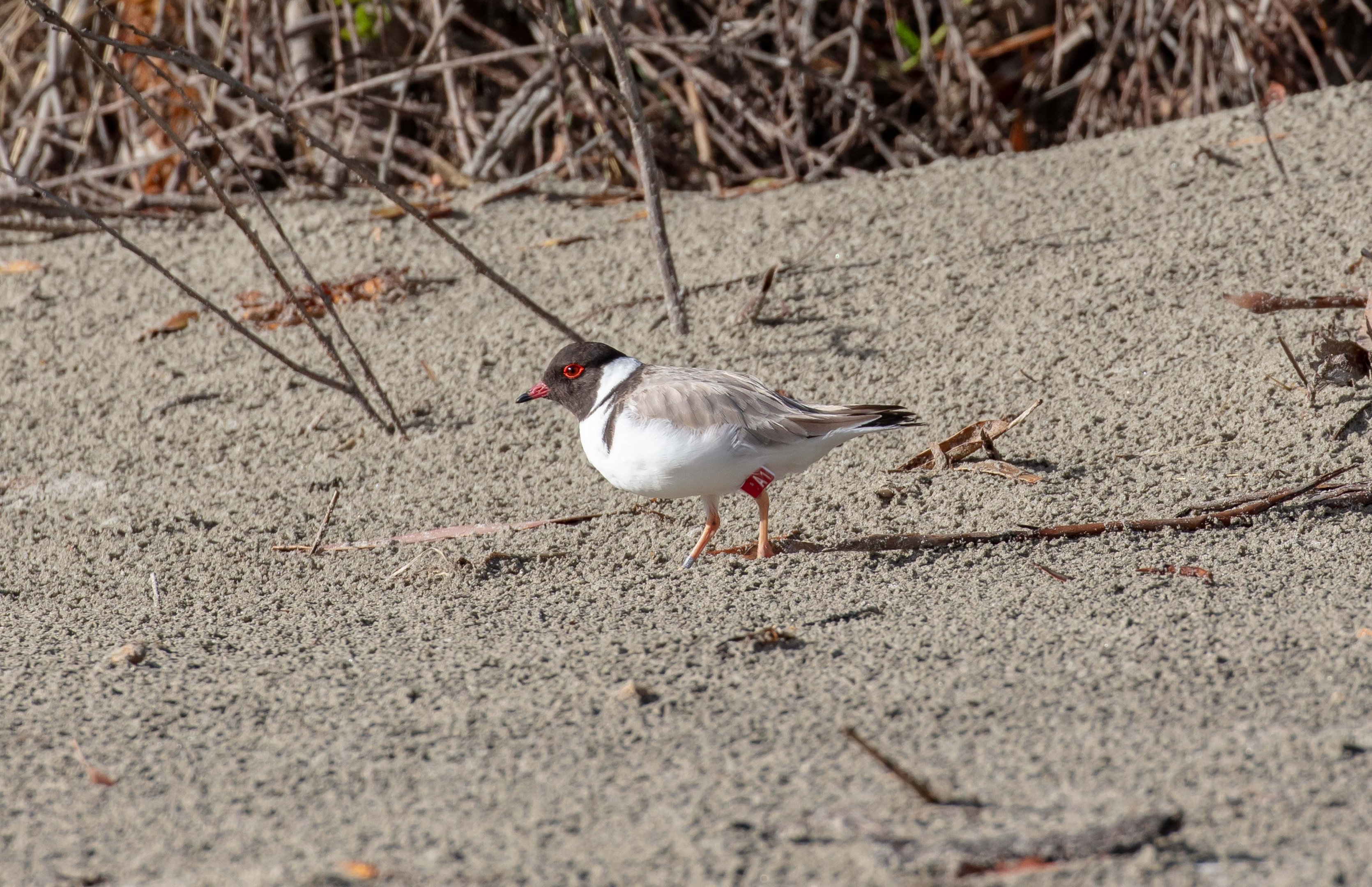 Hooded Plover