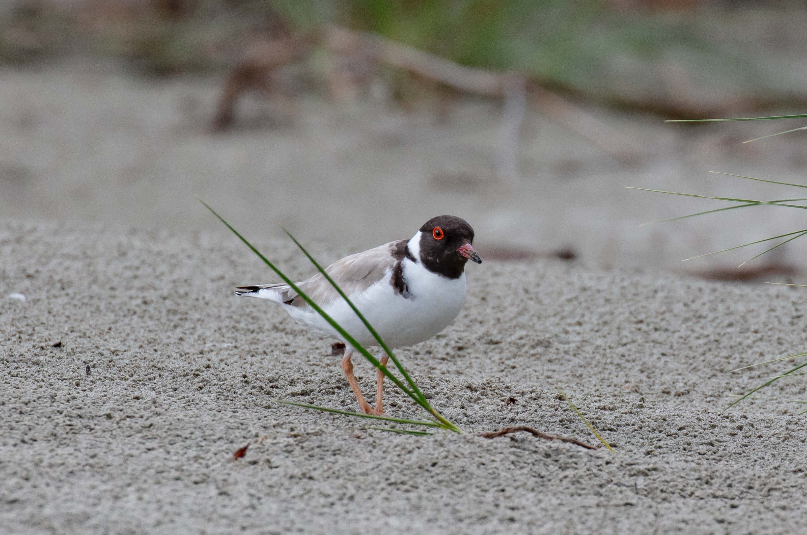 Hooded Plover