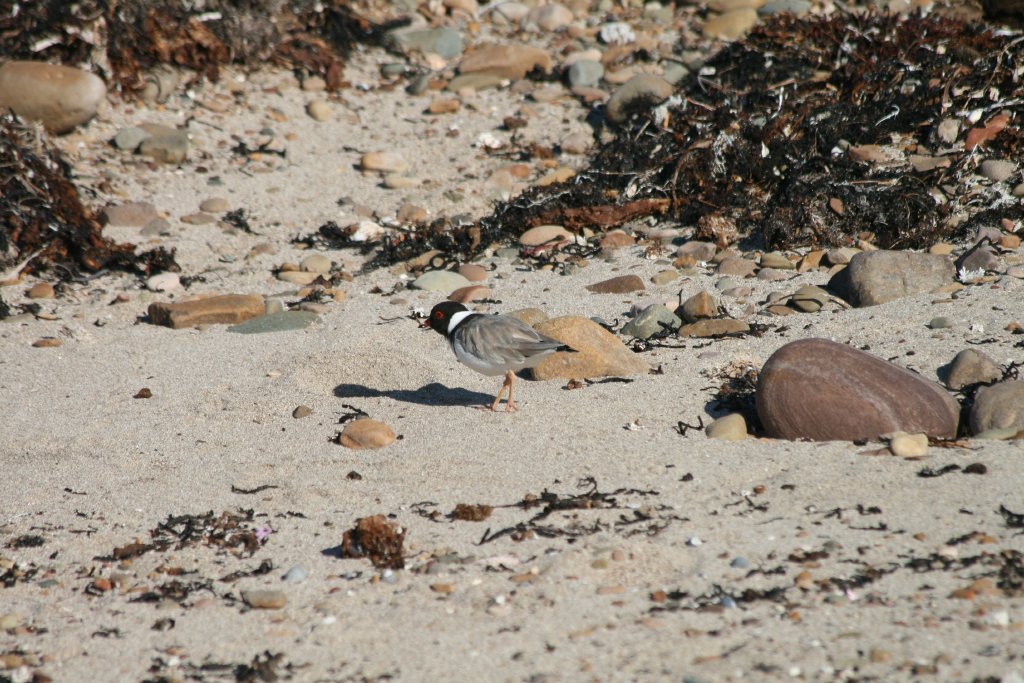 Hooded Plover