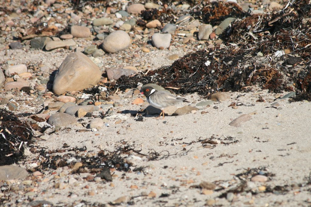 Hooded Plover
