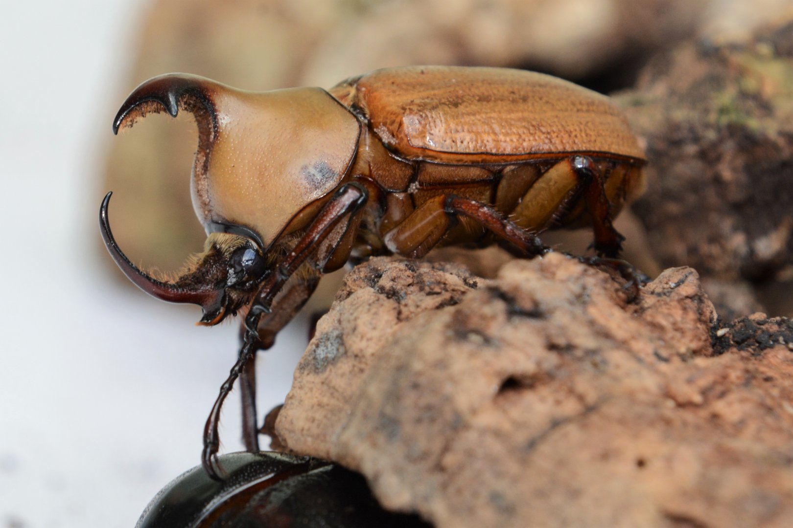 Hooded rhinoceros beetle (Golofa claviger claviger)