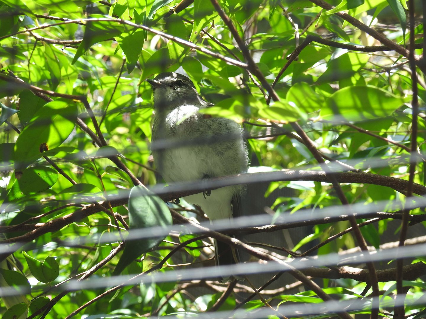 Hooded Robin (female)