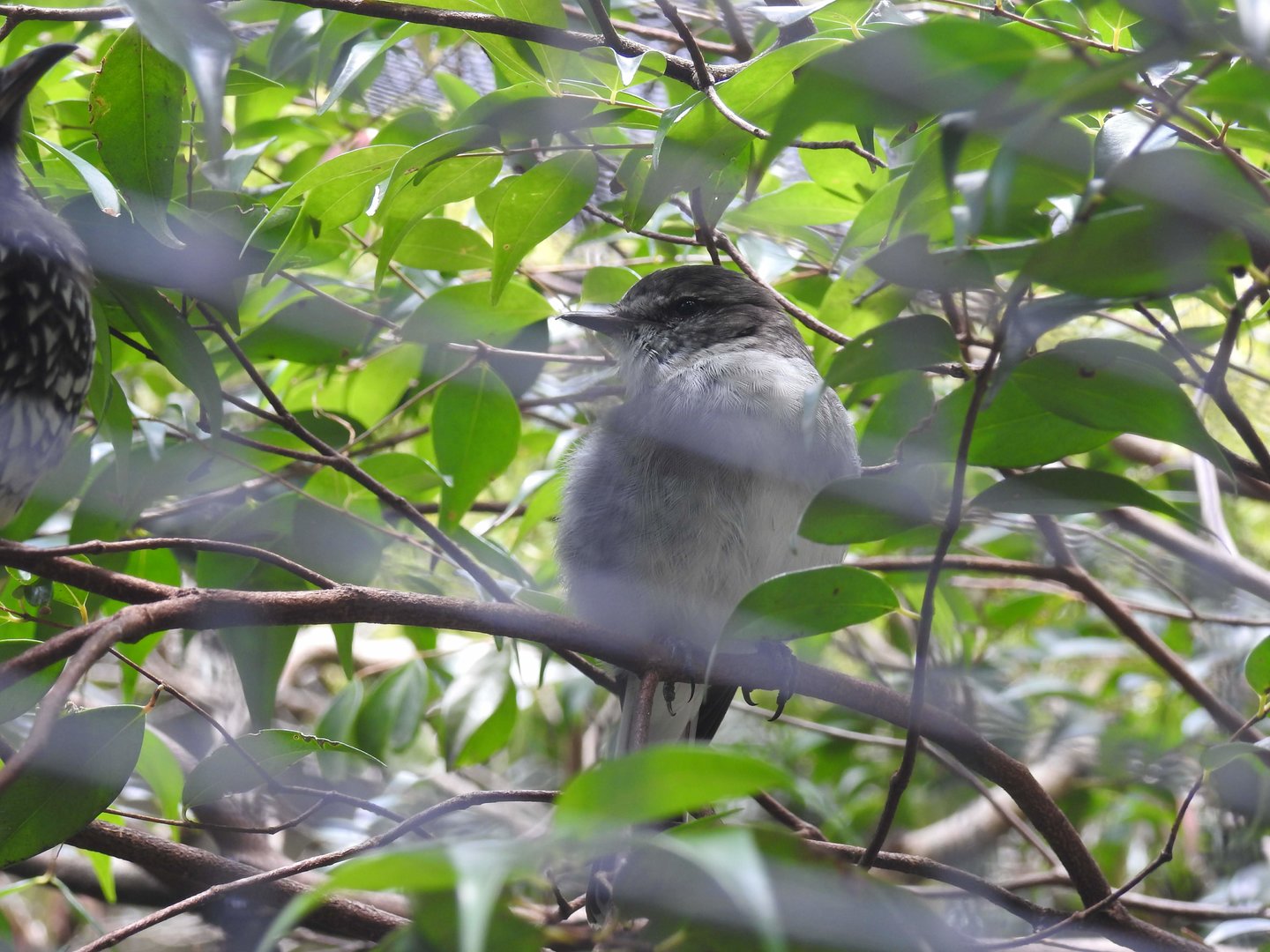 Hooded Robin (female)