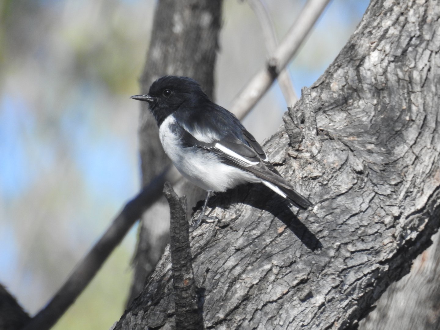 Hooded Robin (male) - Western Creek SF (Toowoomba)