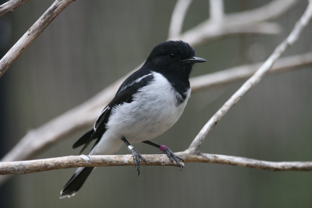 Hooded Robin male