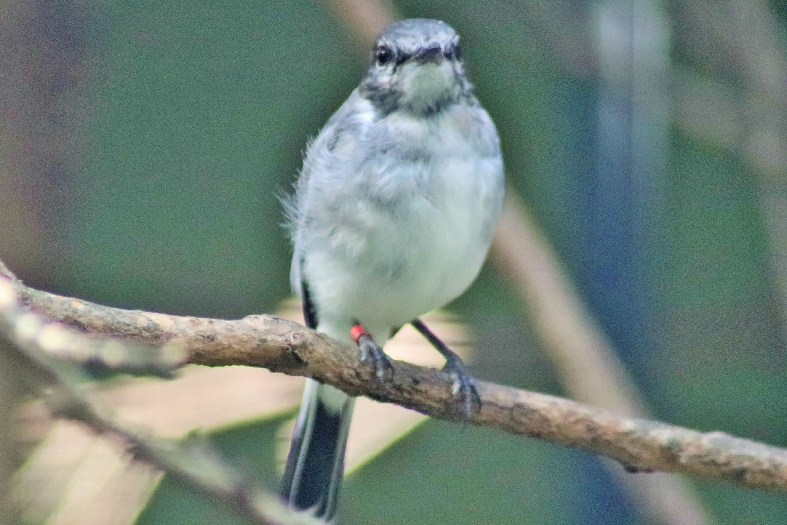 Hooded Robin (Melanodryas cucullata)