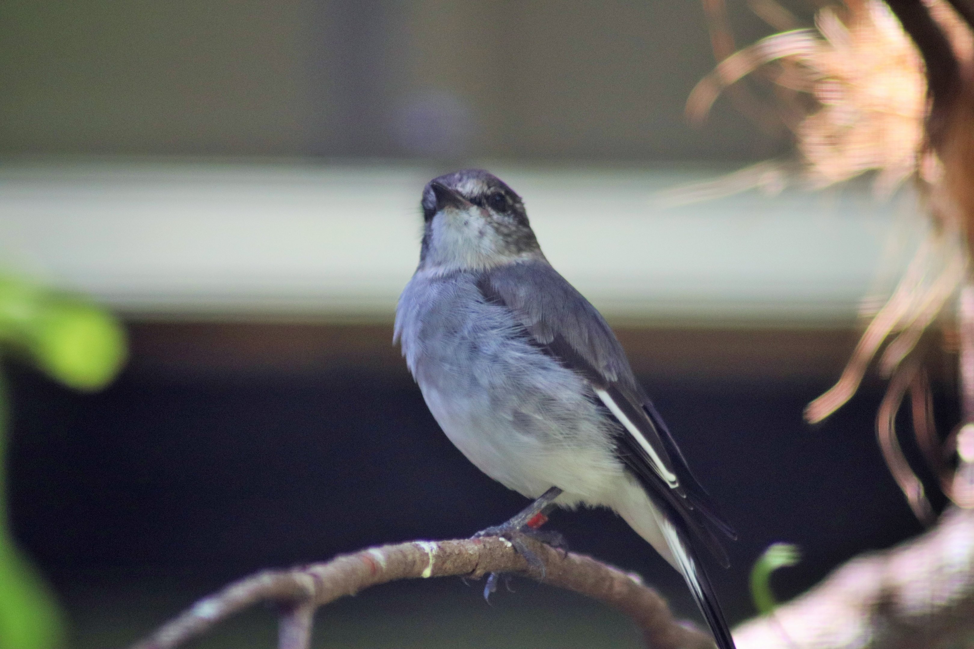 Hooded Robin (Melanodryas cucullata)