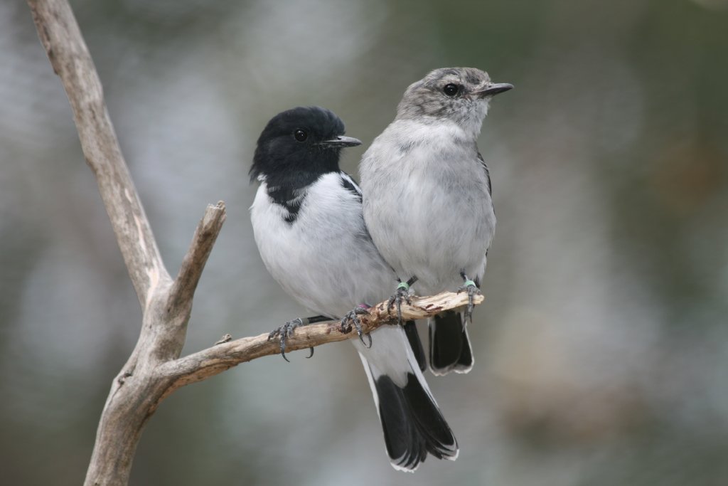 Hooded Robin pair
