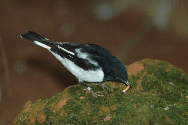 Hooded Robin