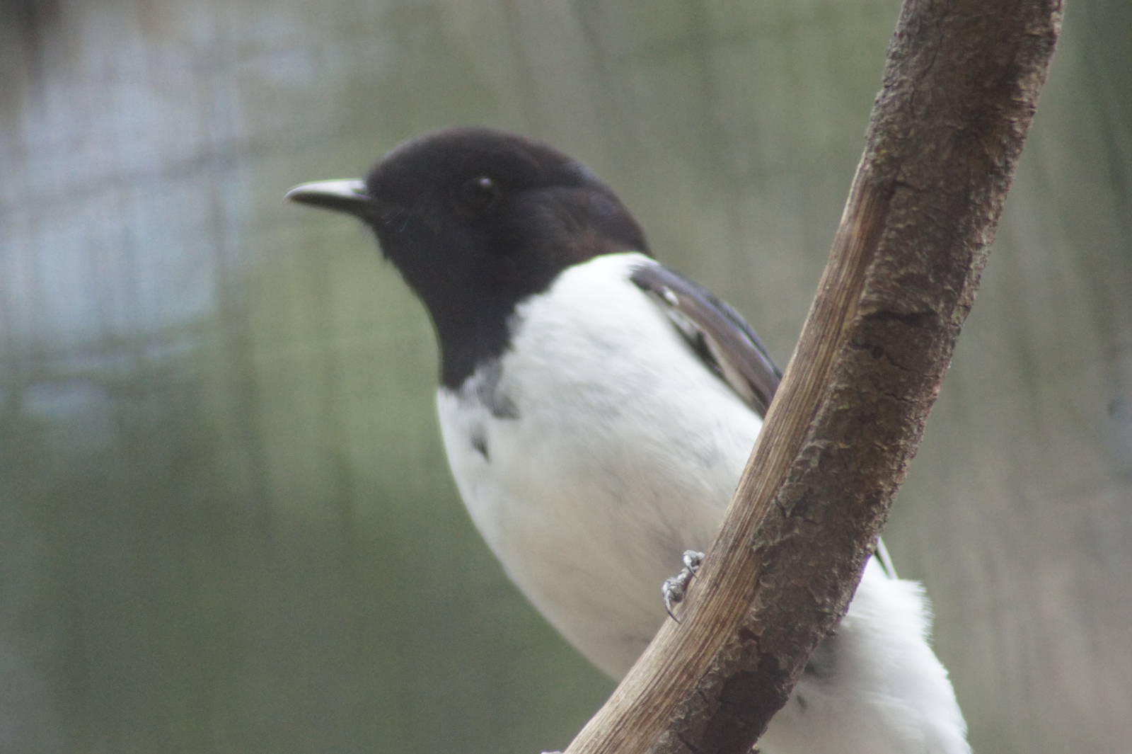 Hooded Robin