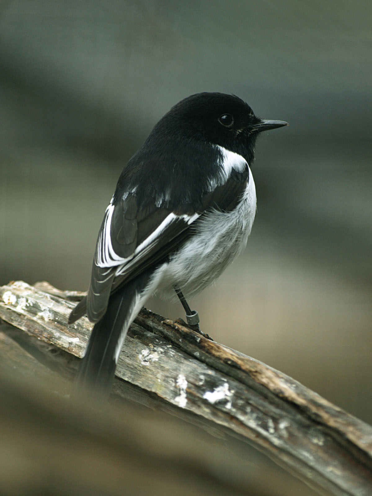 Hooded robin