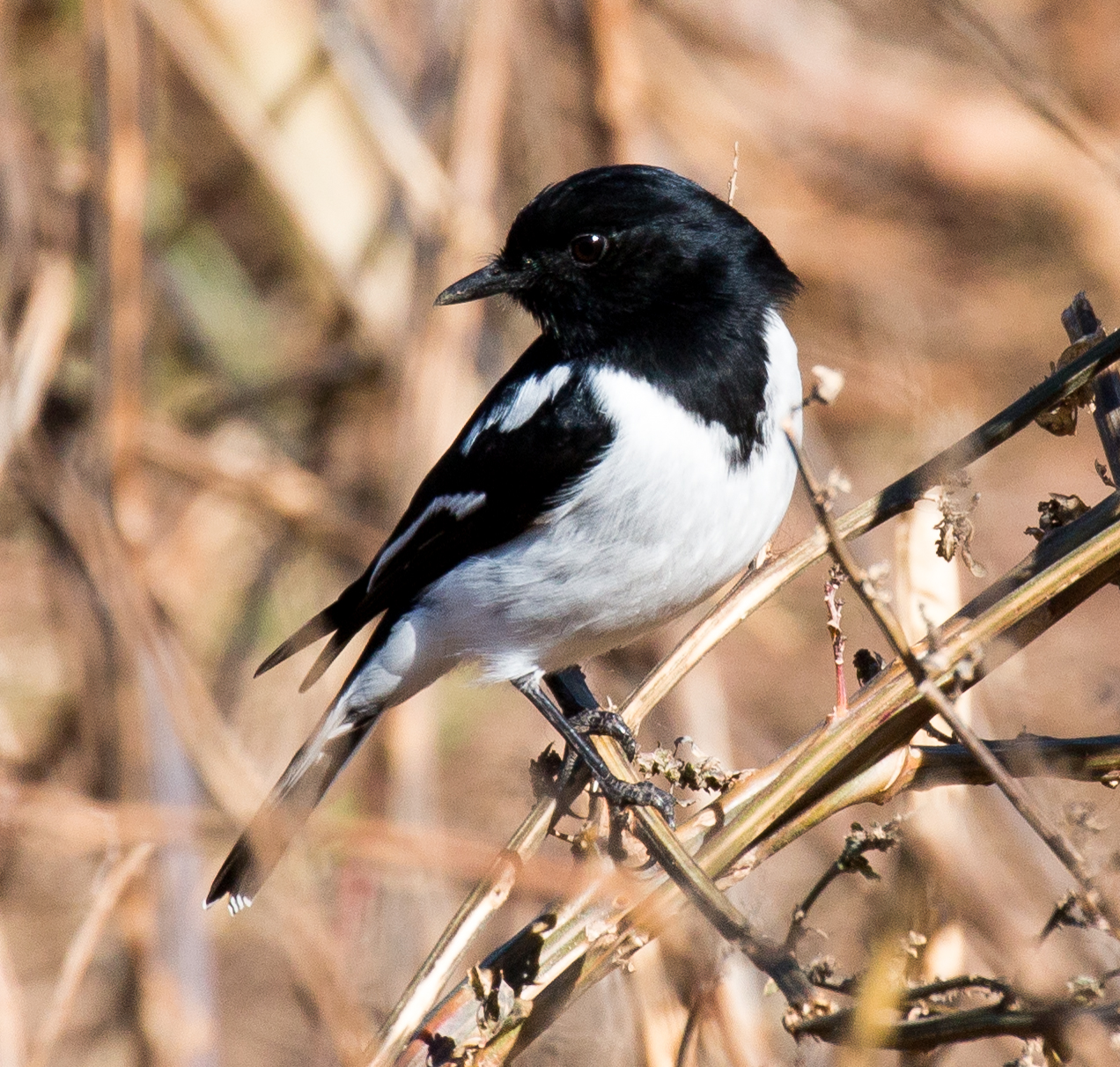 Hooded Robin