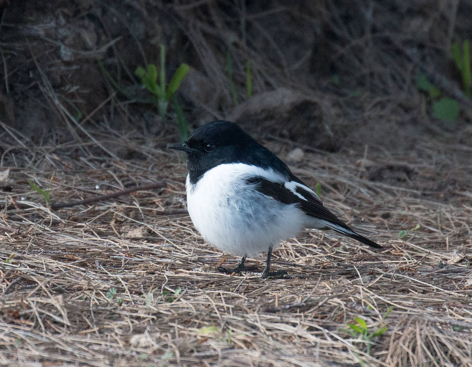 Hooded Robin