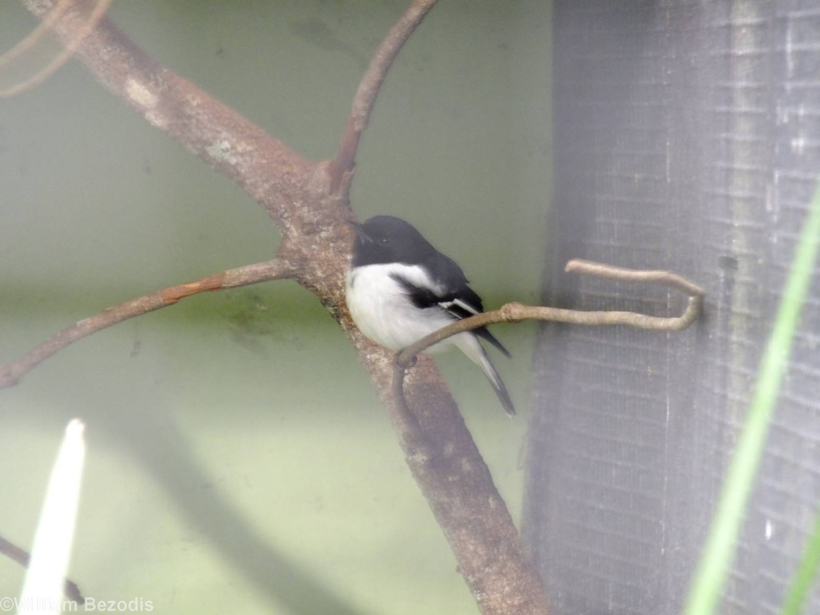 Hooded Robin