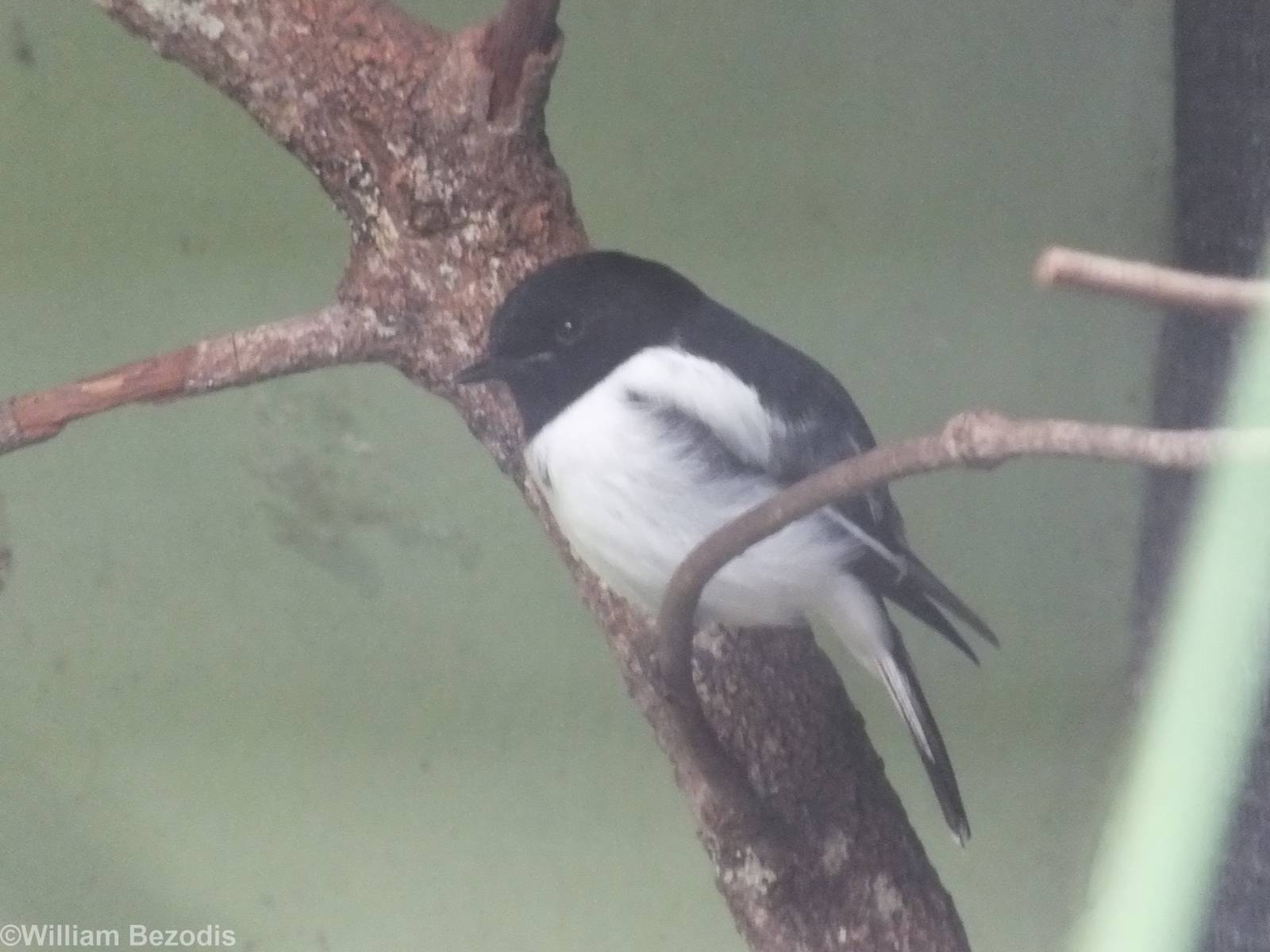 Hooded Robin
