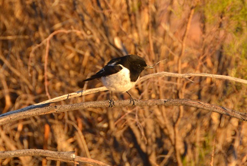 Hooded robin.