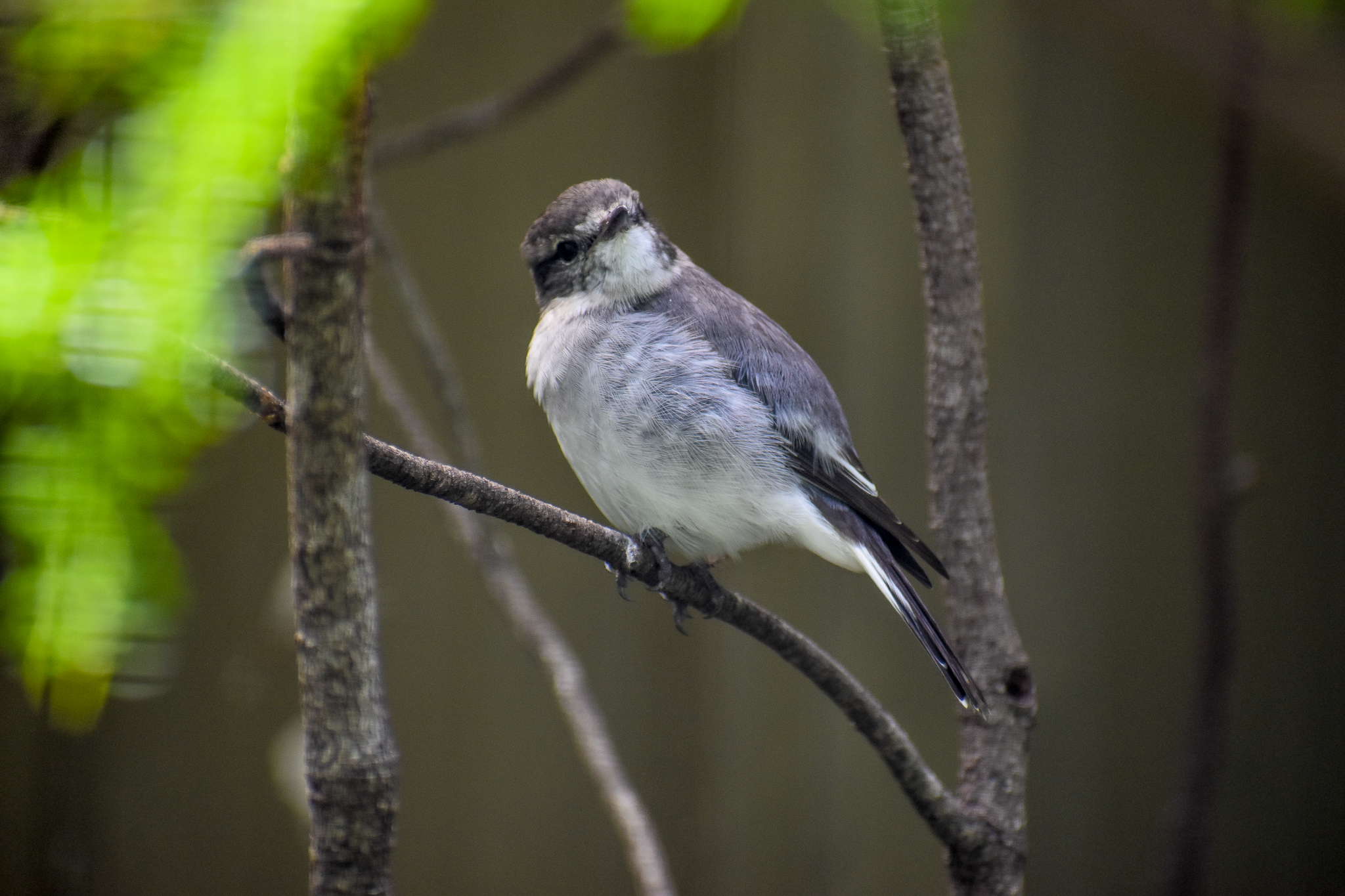 Hooded Robin