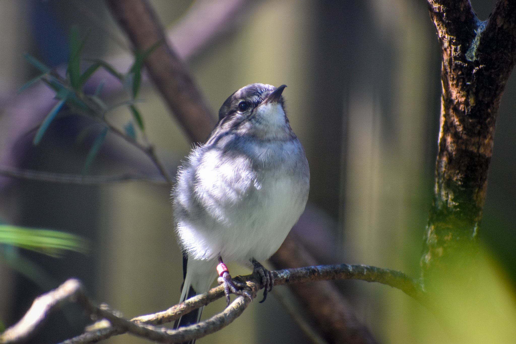 Hooded Robin