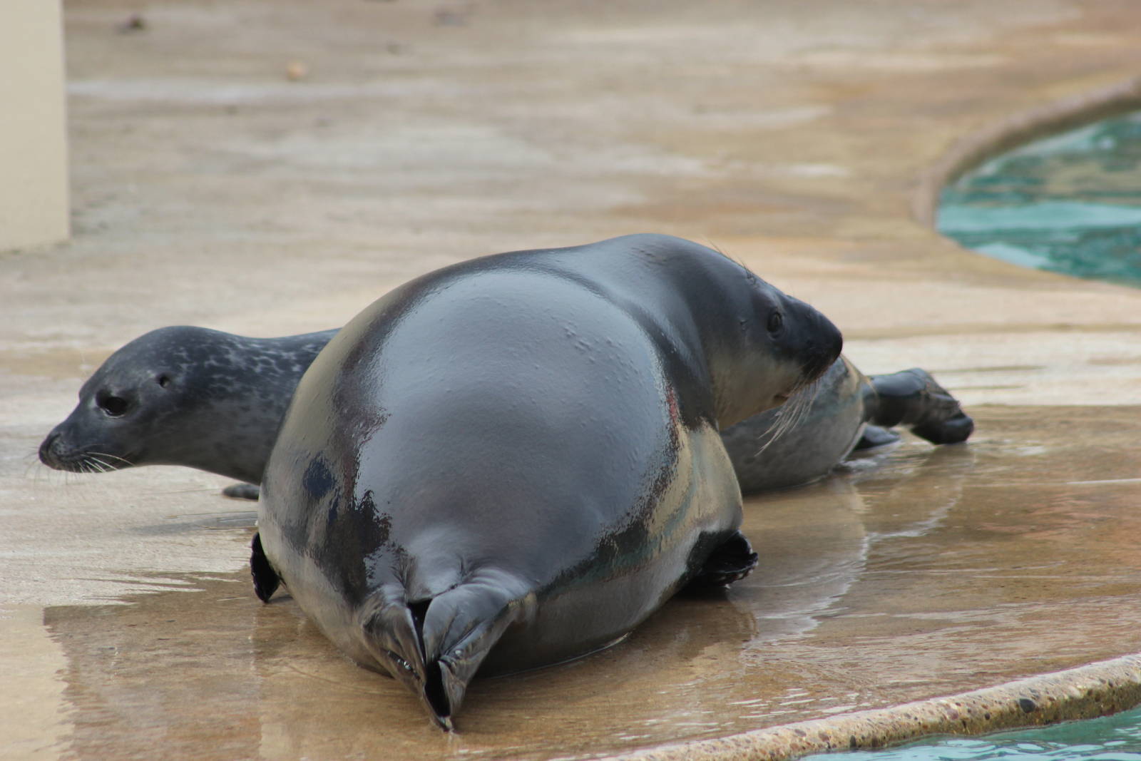 Hooded seal and common seal