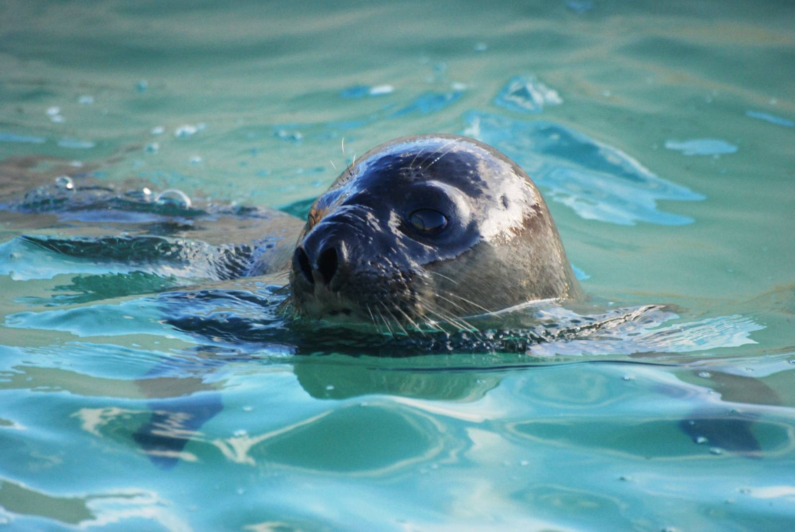 Hooded Seal at Skegness, 11/11/12