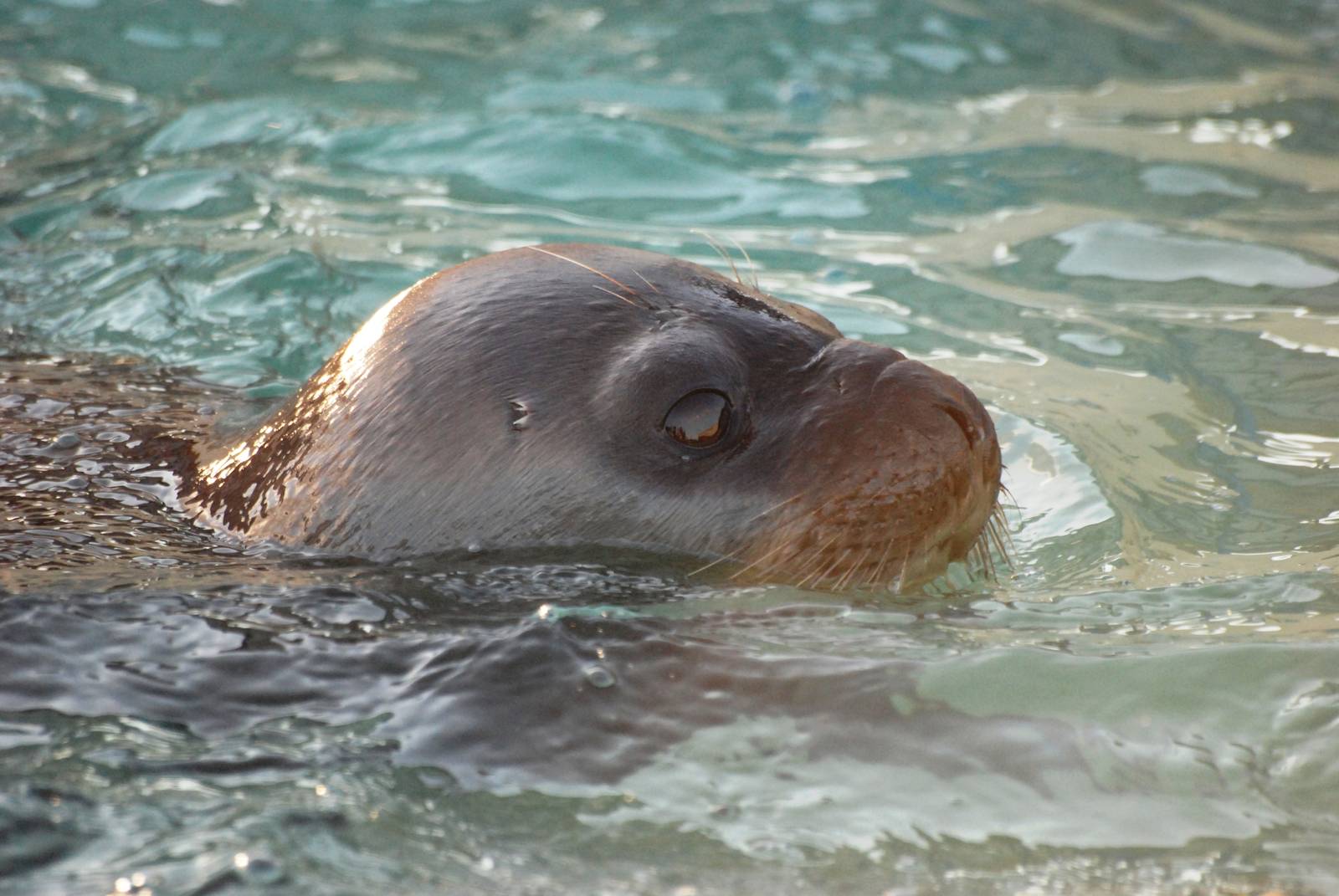 Hooded Seal at Skegness, 11/11/12